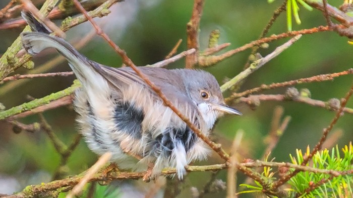 Eastern Subalpine Warbler