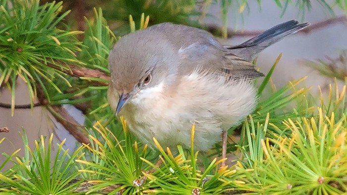 Eastern Subalpine Warbler