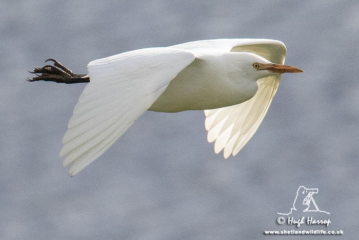 Cattle Egret