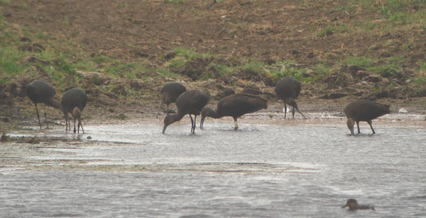 Glossy Ibis
