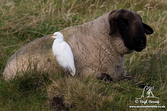 Cattle Egret