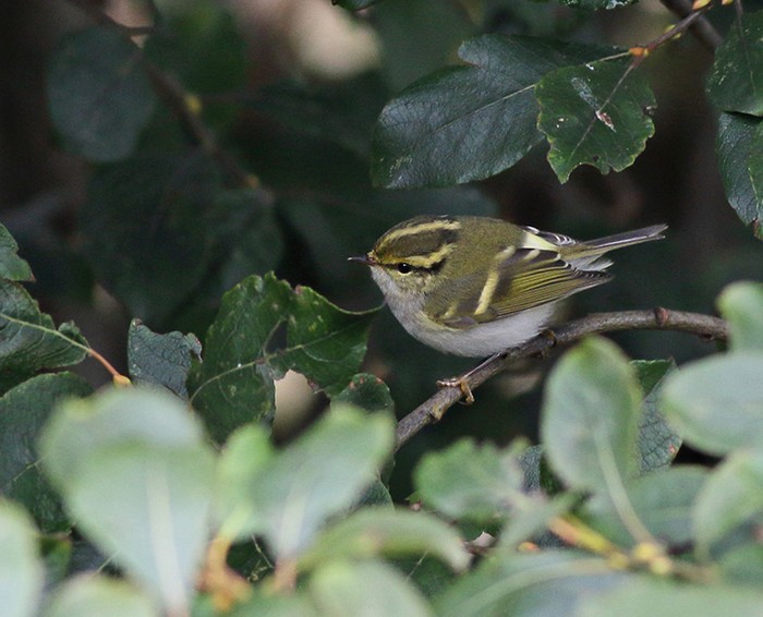 Pallas's Warbler