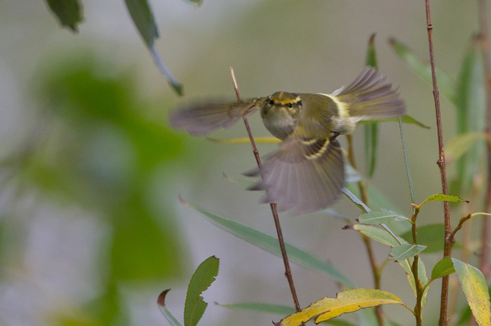 Pallas's Warbler