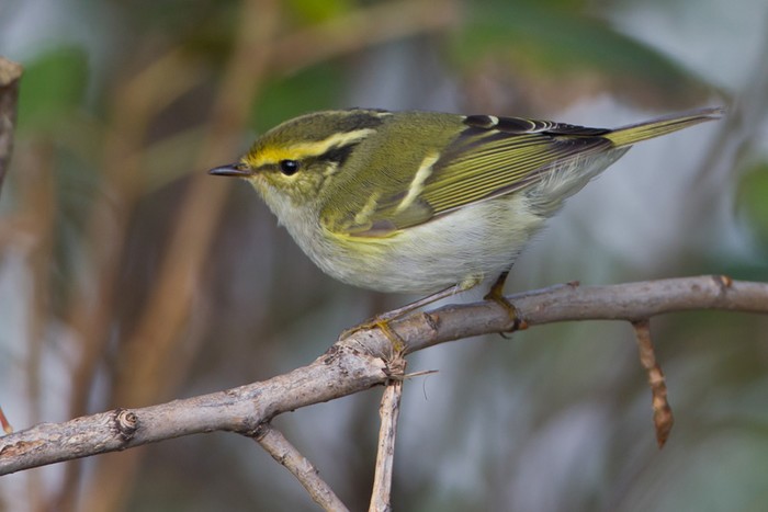 Pallas's Warbler