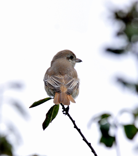 Isabelline Shrike
