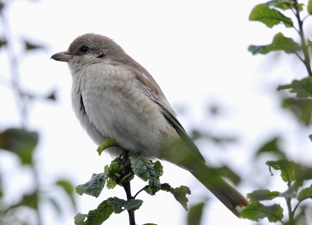 Isabelline Shrike