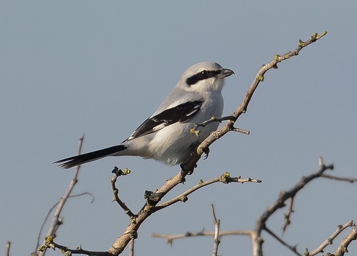 Great Grey Shrike