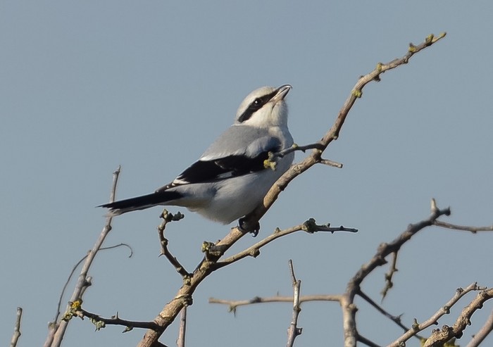 Great Grey Shrike