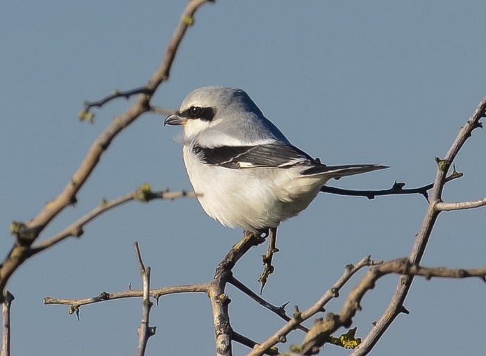 Great Grey Shrike