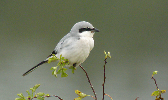 Great Grey Shrike