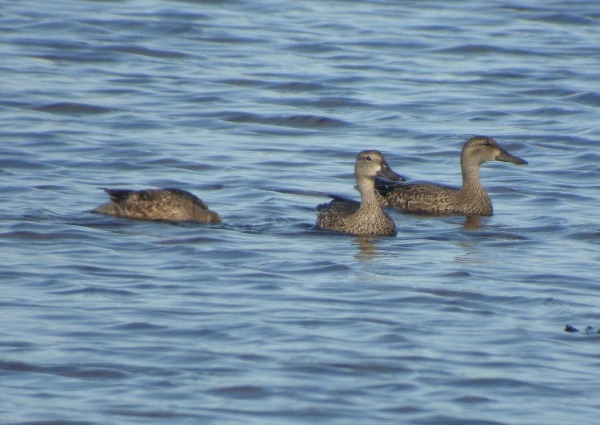 Blue-winged Teal