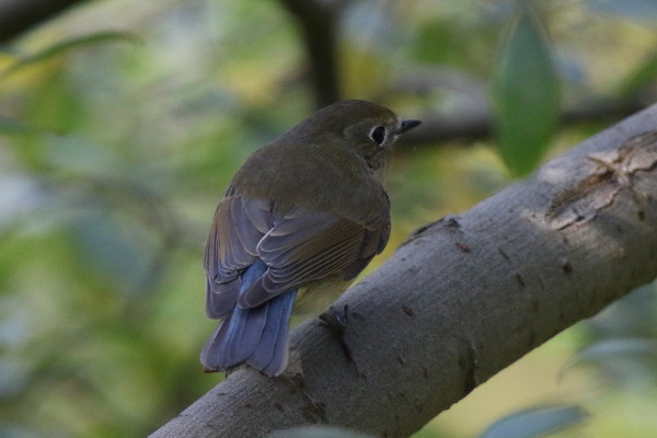 Red-flanked Bluetail