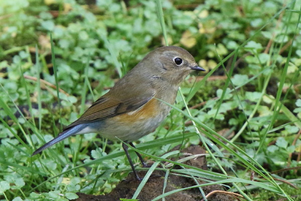 Red-flanked Bluetail