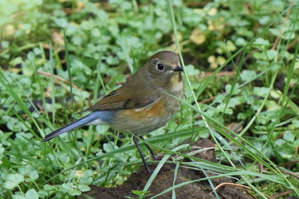 Red-flanked Bluetail