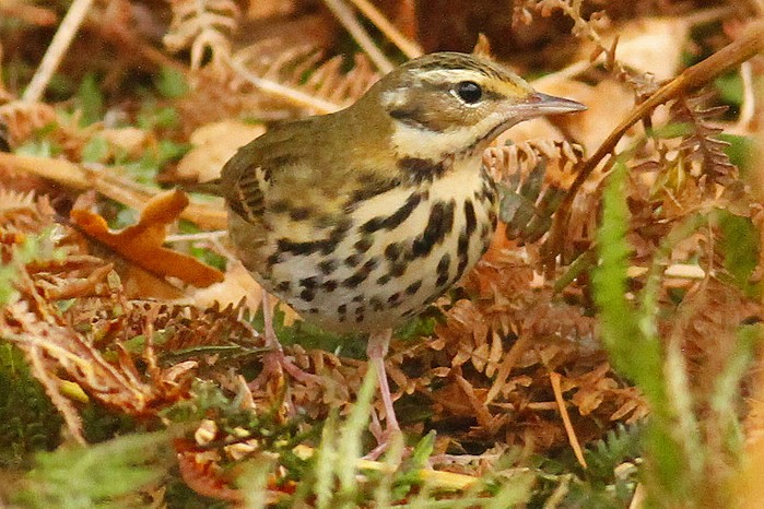 Olive-backed Pipit