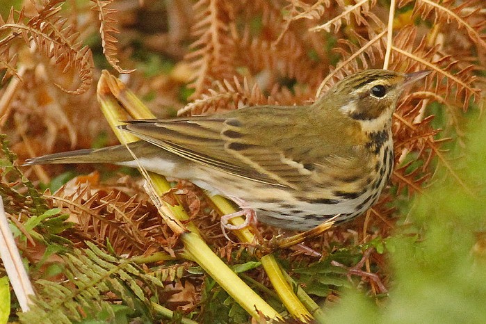 Olive-backed Pipit