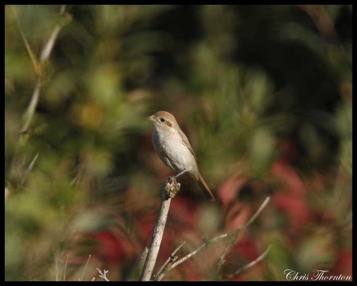 Isabelline Shrike