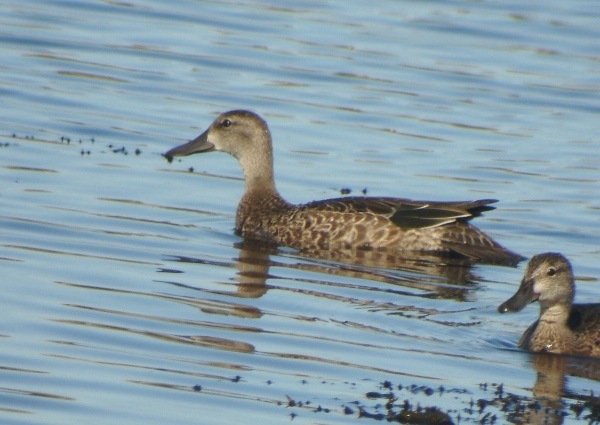 Blue-winged Teal