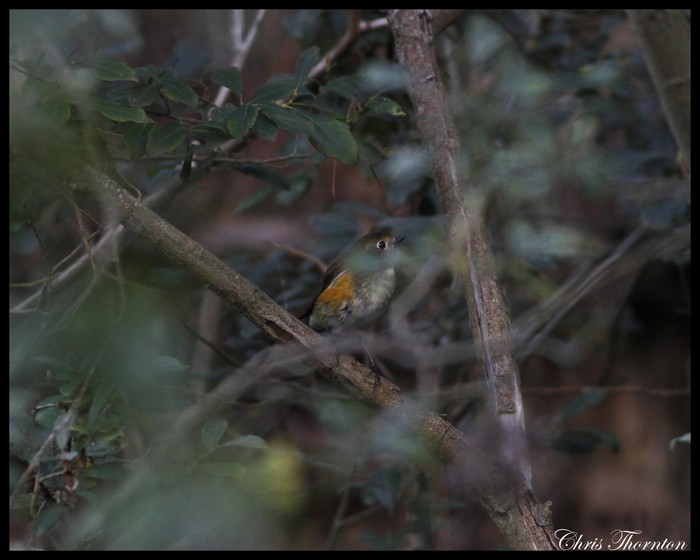Red-flanked Bluetail