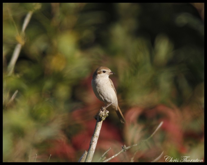Isabelline Shrike