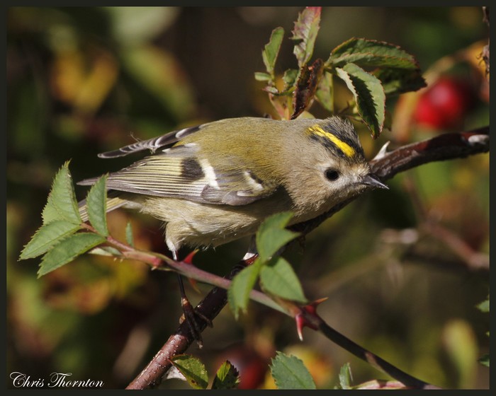 Goldcrest