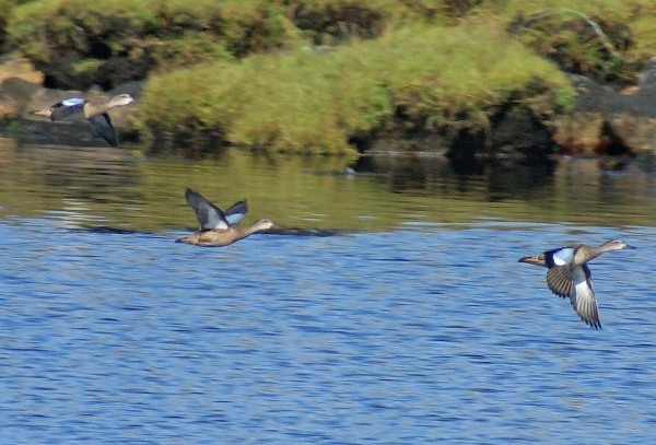 Blue-winged Teal
