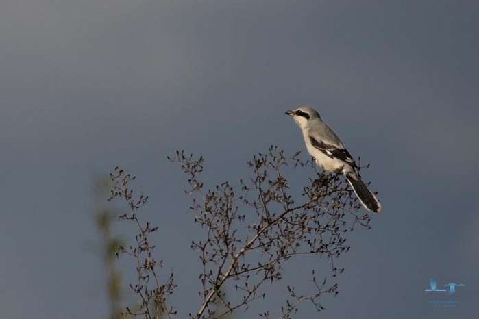 Great Grey Shrike