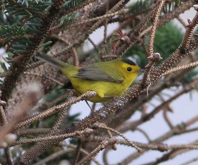 Wilson's Warbler