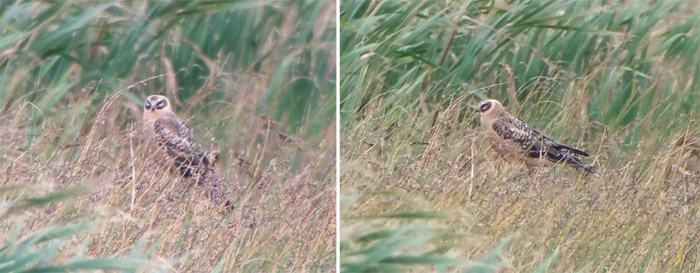 Pallid Harrier
