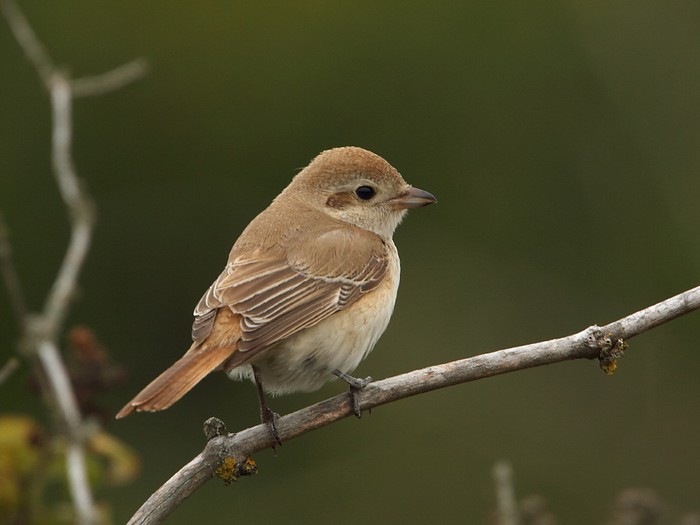 Isabelline Shrike
