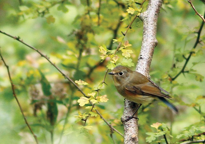 Red-flanked Bluetail