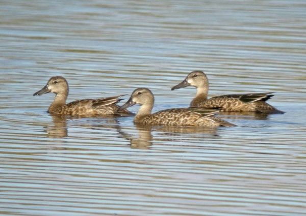 Blue-winged Teal
