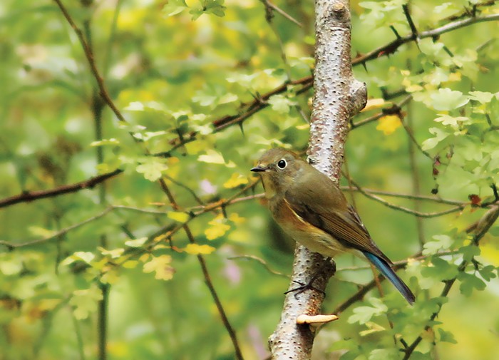 Red-flanked Bluetail