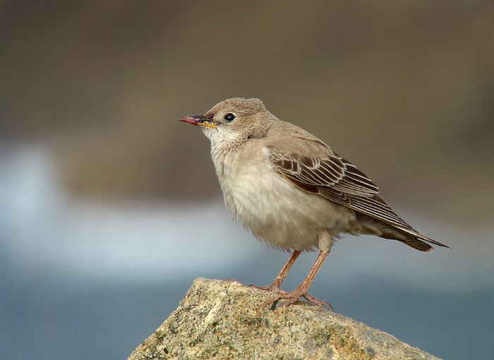 Rose-coloured Starling