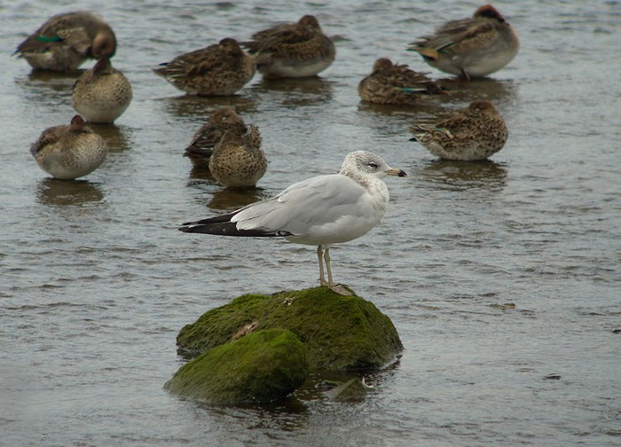 Ring-billed Gull