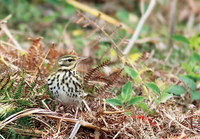 Olive-backed Pipit