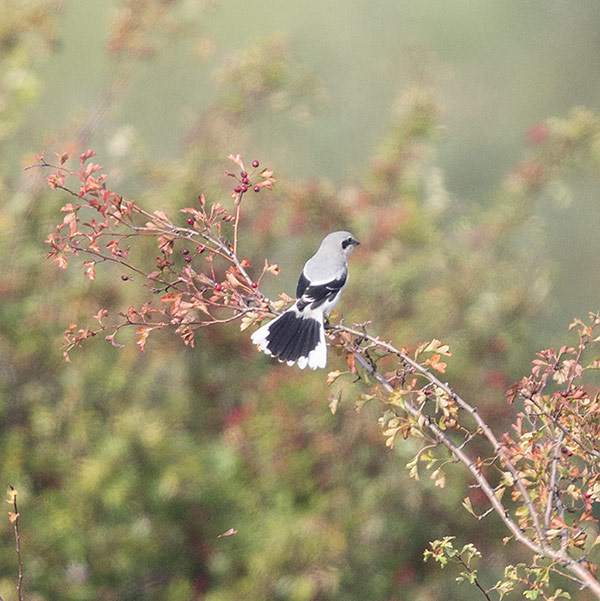 Great Grey Shrike