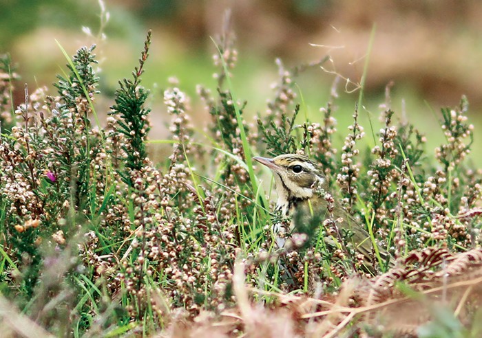 Olive-backed Pipit