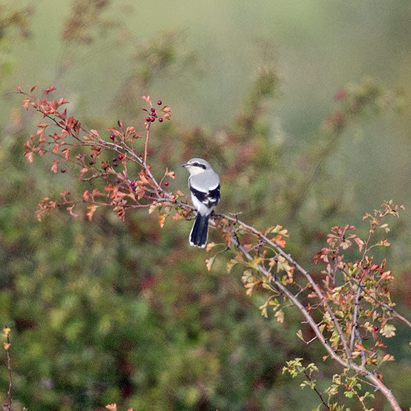 Great Grey Shrike