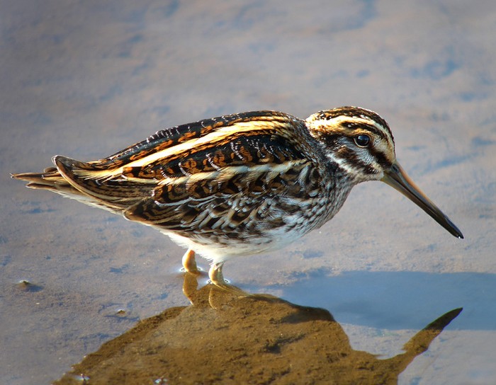 Jack Snipe