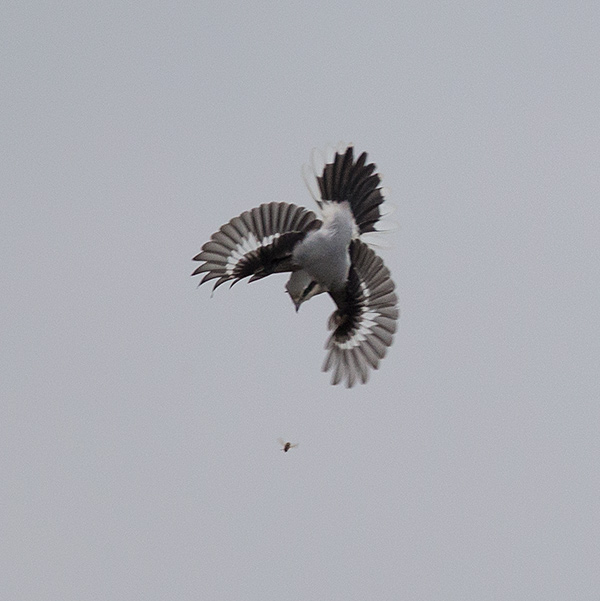 Great Grey Shrike