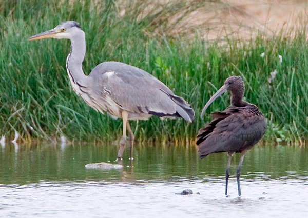 Glossy Ibis