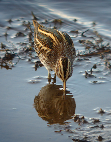 Jack Snipe