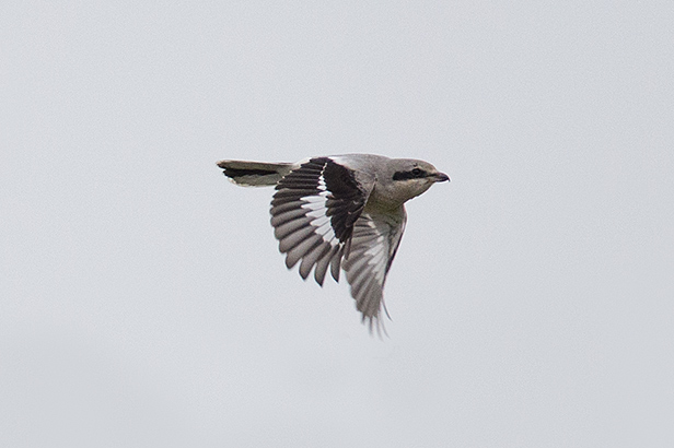 Great Grey Shrike