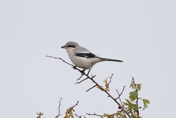 Great Grey Shrike