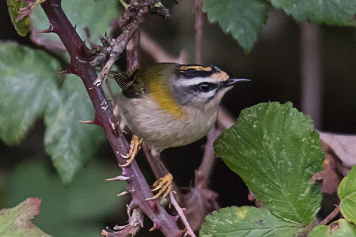 Firecrest