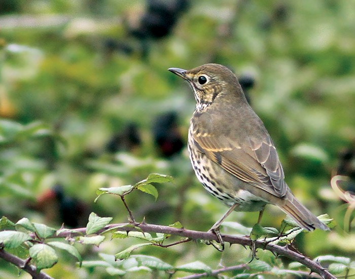 Song Thrush