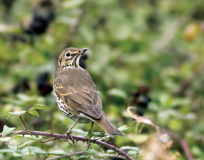 Song Thrush