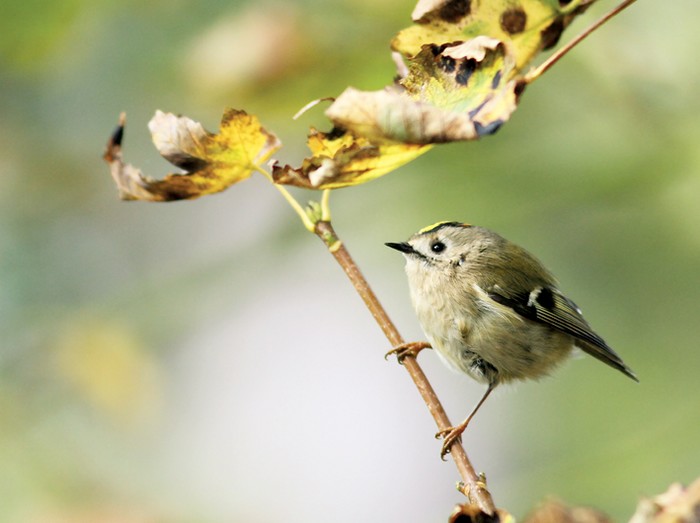 Goldcrest