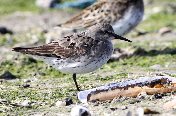 White-rumped Sandpiper